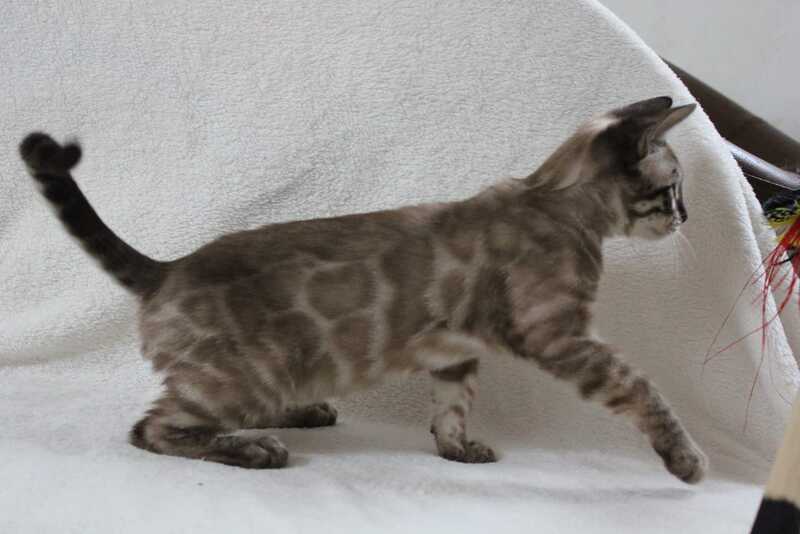 Vakula Bengal male, black amber spotted tabby pointed