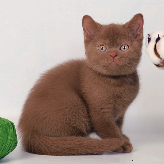 Lily British Shorthair female, cinnamon