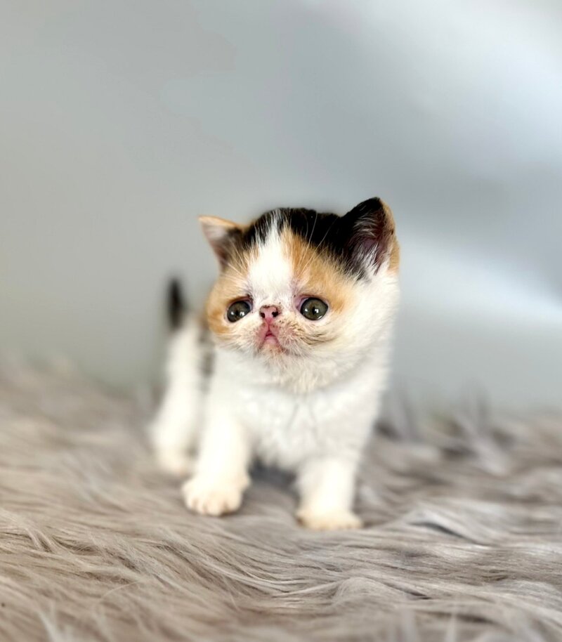 Zara Exotic female, black tortie bicolour