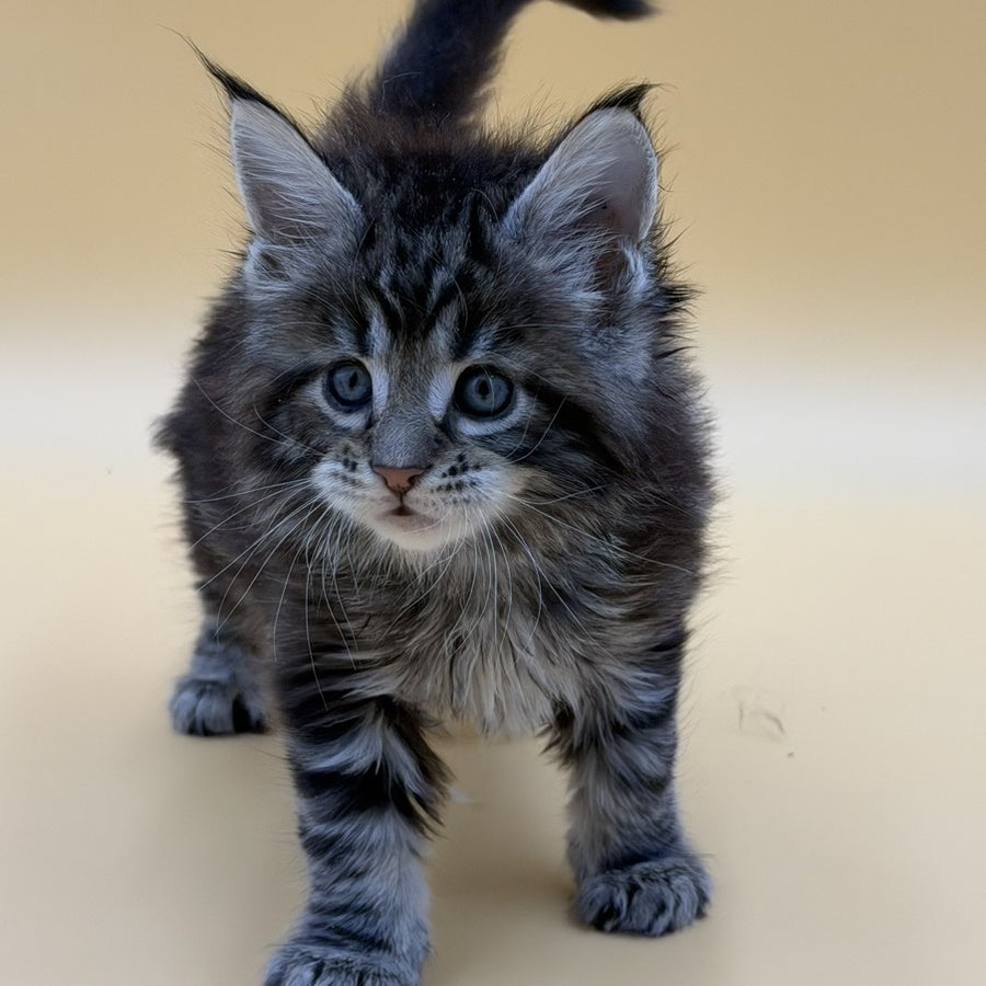 Hunter Maine Coon male, black tabby