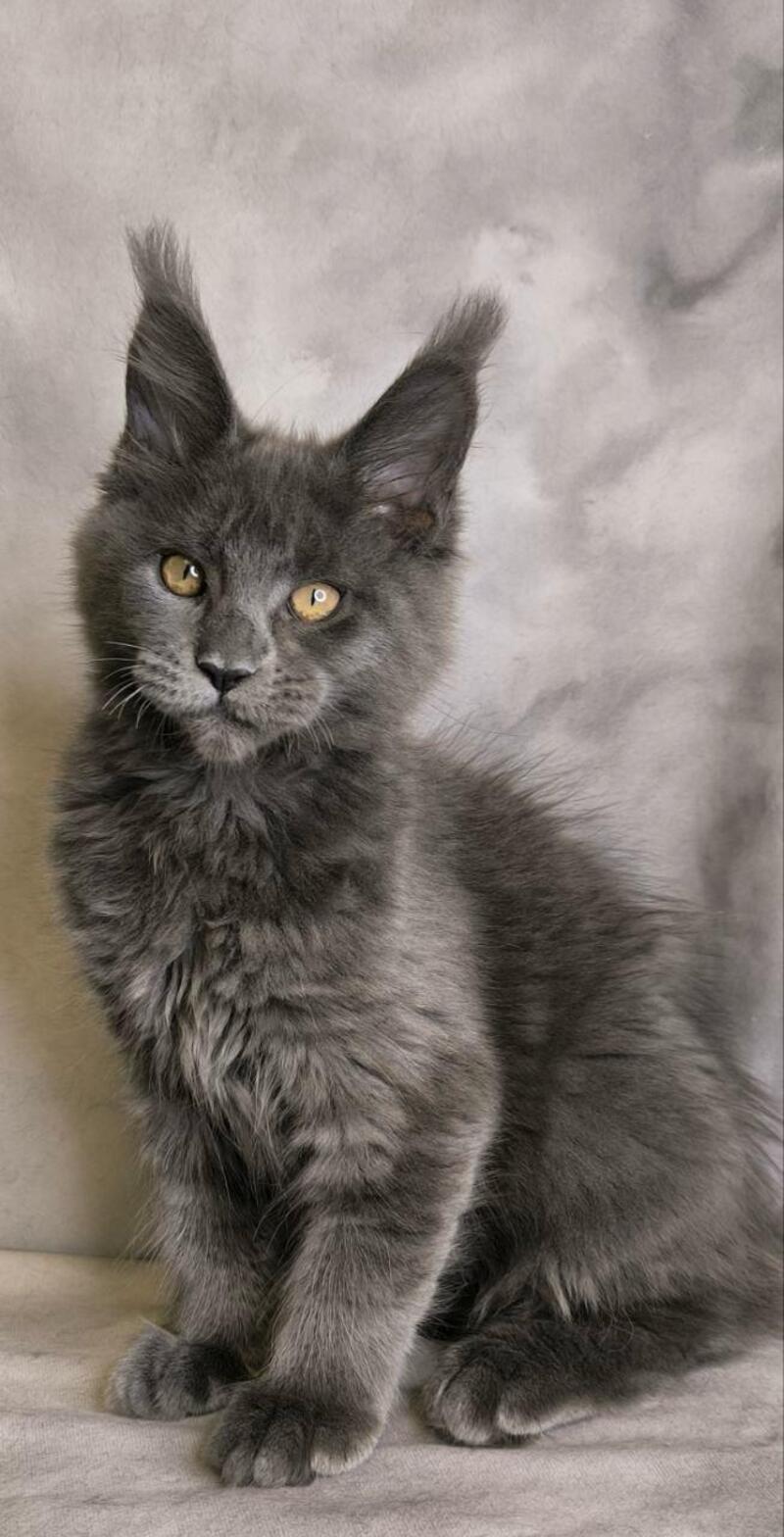 Sheila Maine Coon female, blue silver