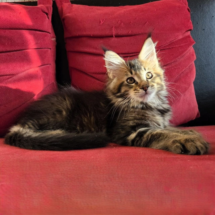 Rodion Maine Coon polydactyl 6x6x6x6 male, black ticked tabby