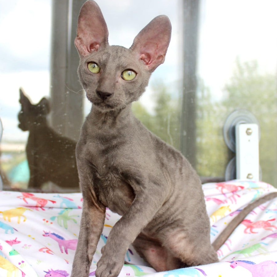 Dimetry Cornish Rex male, blue