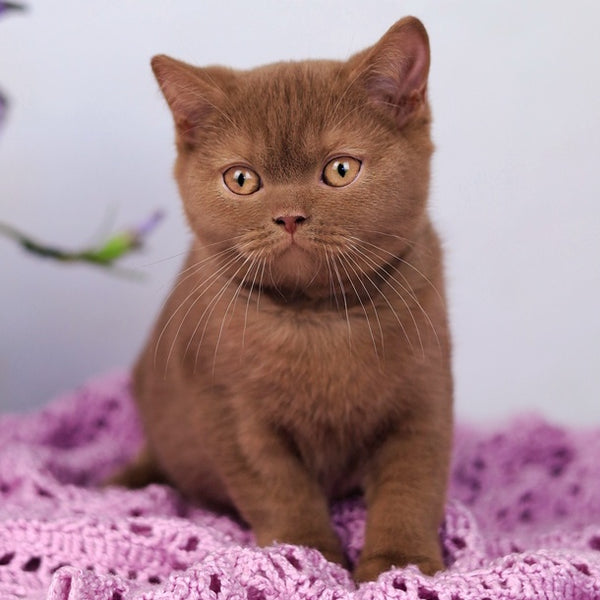 Lily British Shorthair female, cinnamon