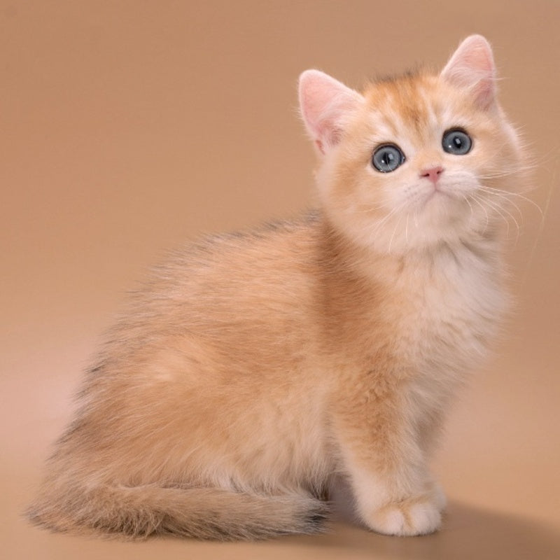Entony British Shorthair male, black golden chinchilla
