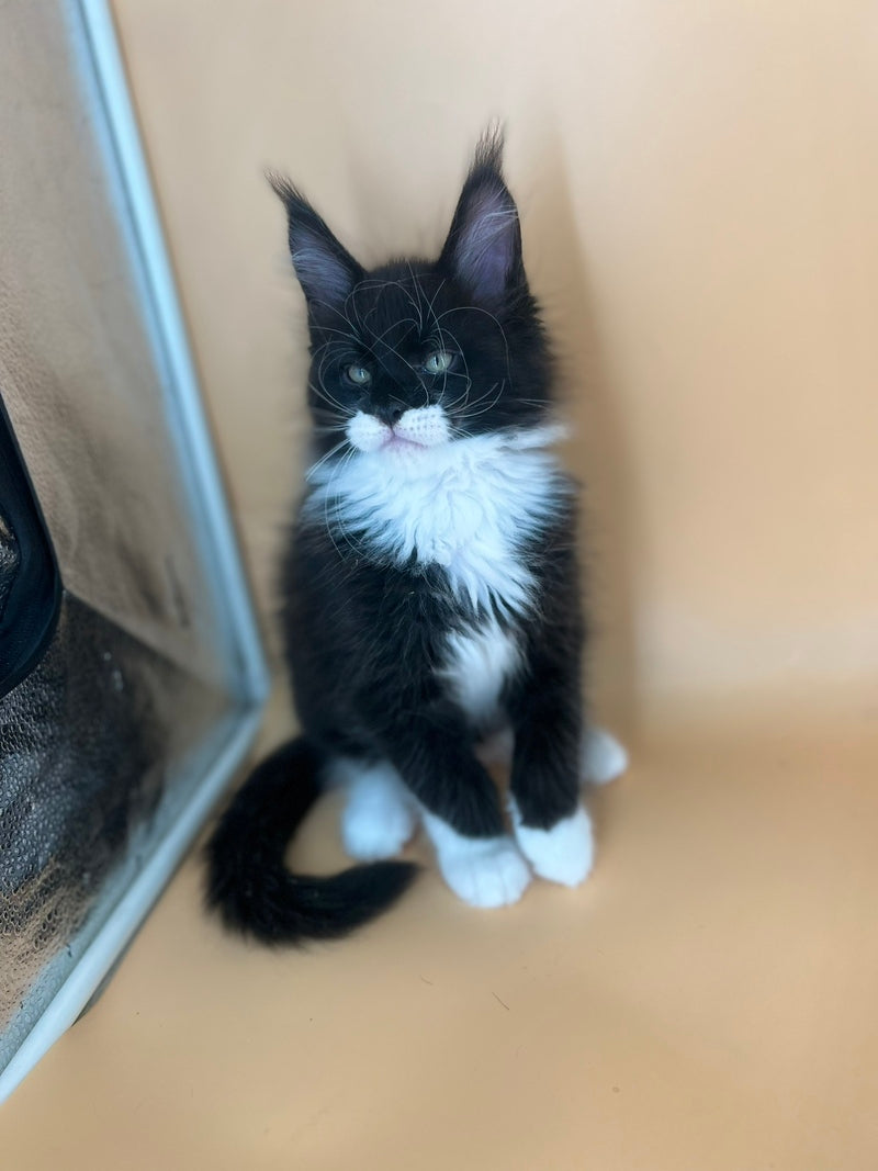 Betmann Maine Coon male, black bicolour