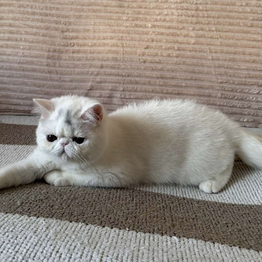 Kimberly Exotic female, white