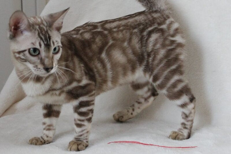 Tamila Bengal female, black spotted tabby pointed