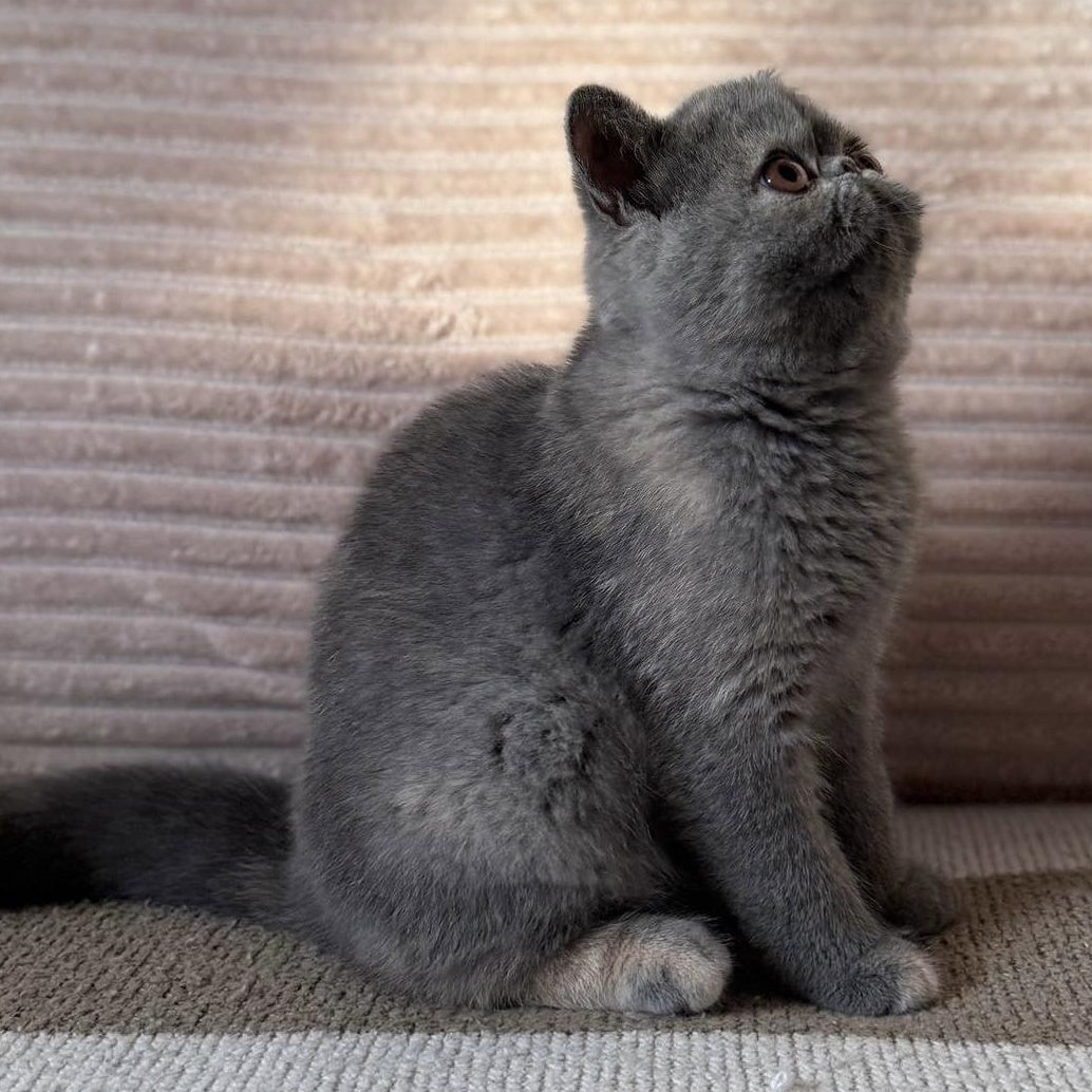 Koko Chanel Exotic female, blue tortie