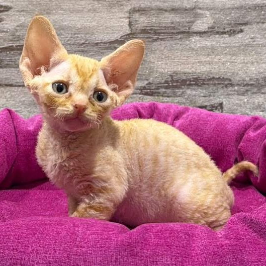 Persik Devon Rex male, red