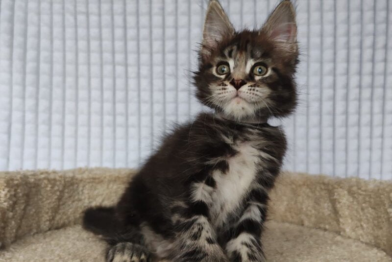 Neo Maine Coon polydactyl male, black tabby