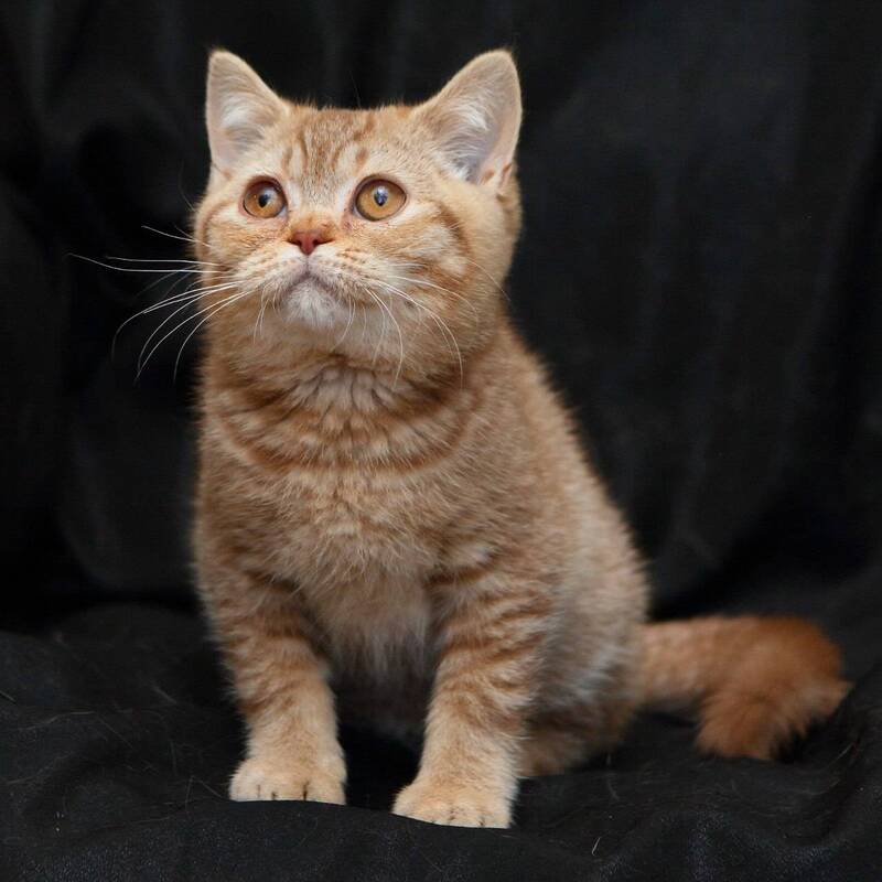 Murkit British Shorthair male, cinnamon ticked tabby