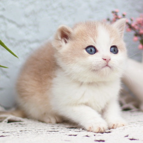 Filya British Shorthair male, blue golden shaded