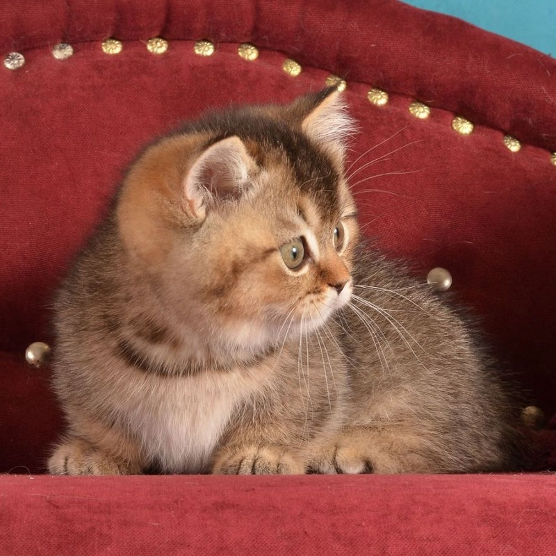 Hugo Munchkin male, black ticked tabby