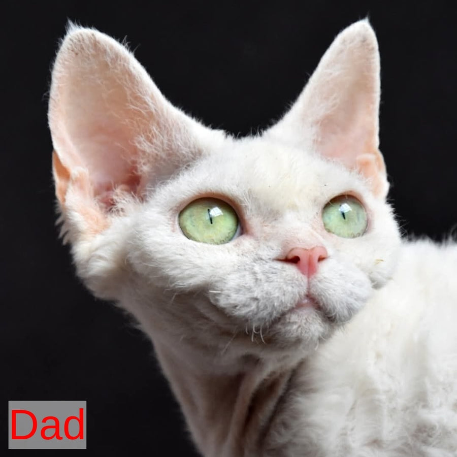Pixi Devon Rex male, white