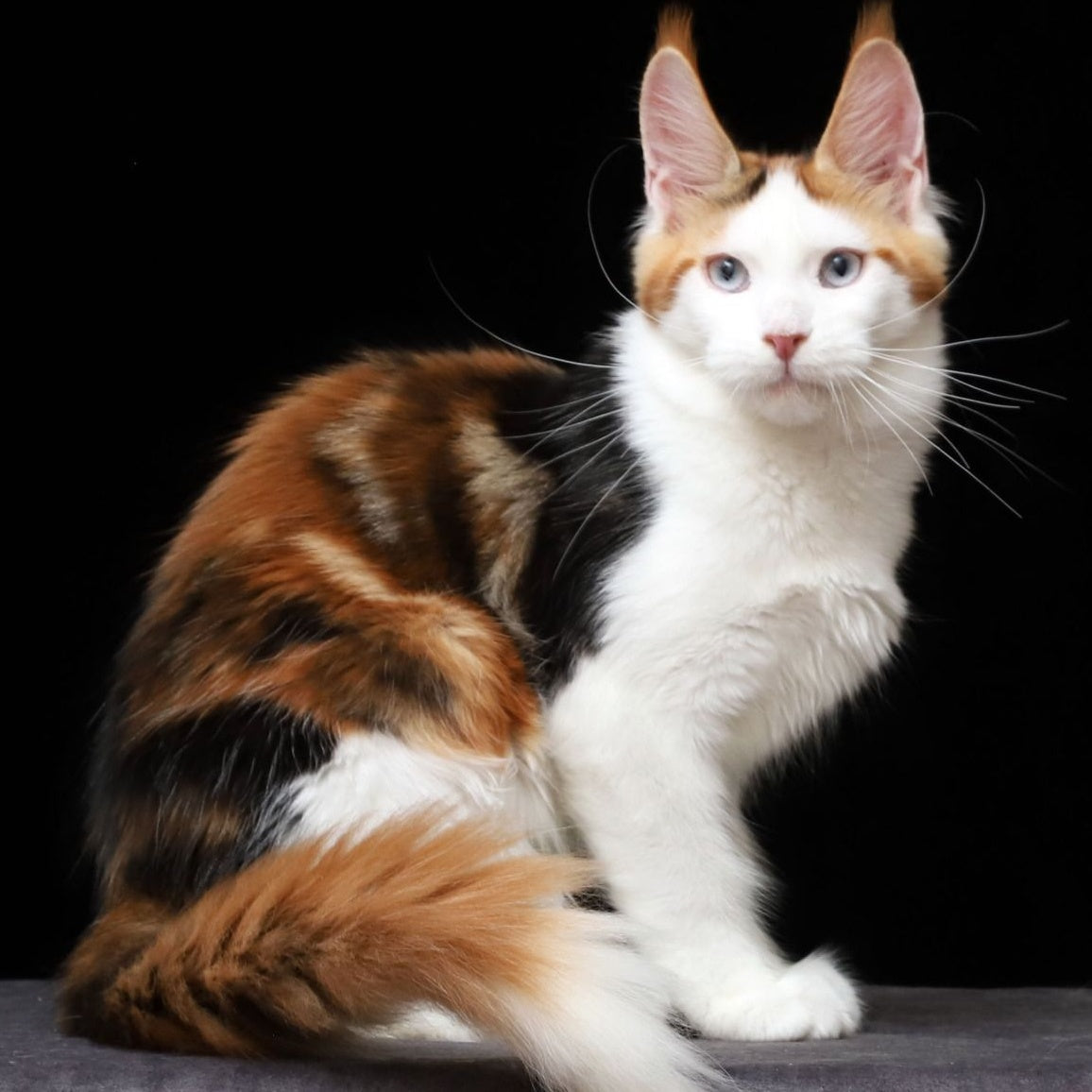 Sienna Maine Coon female, black tortie tabby bicolour