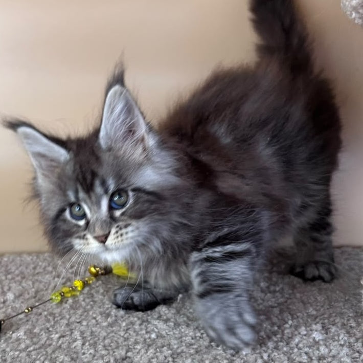 Denis Maine Coon male, black silver tabby