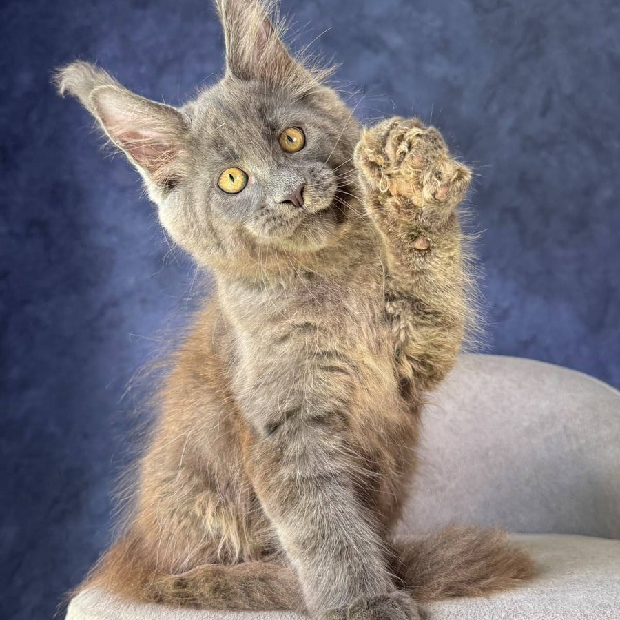 Raskat Maine Coon male, blue