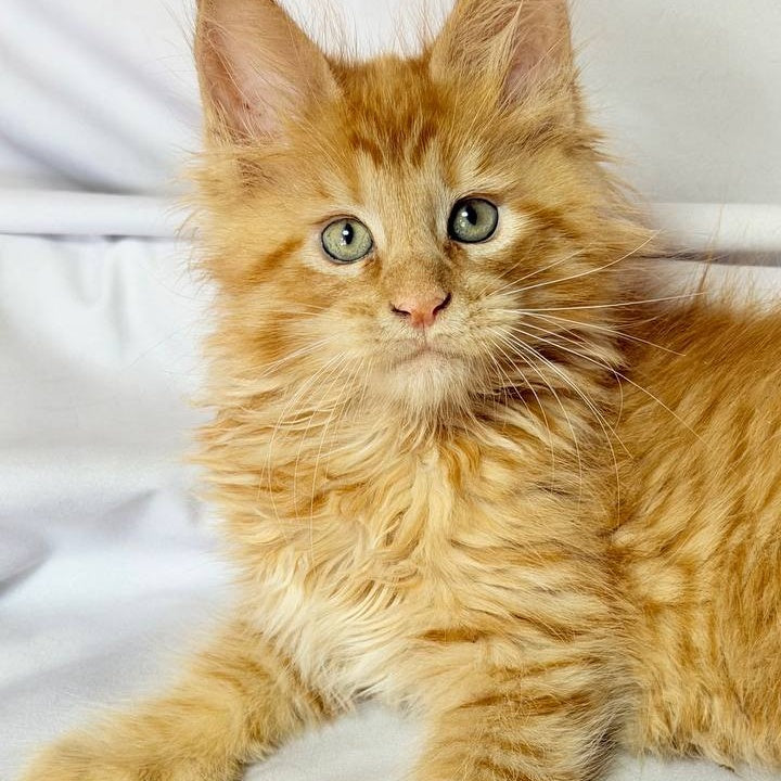 Maximilian Maine Coon male, red