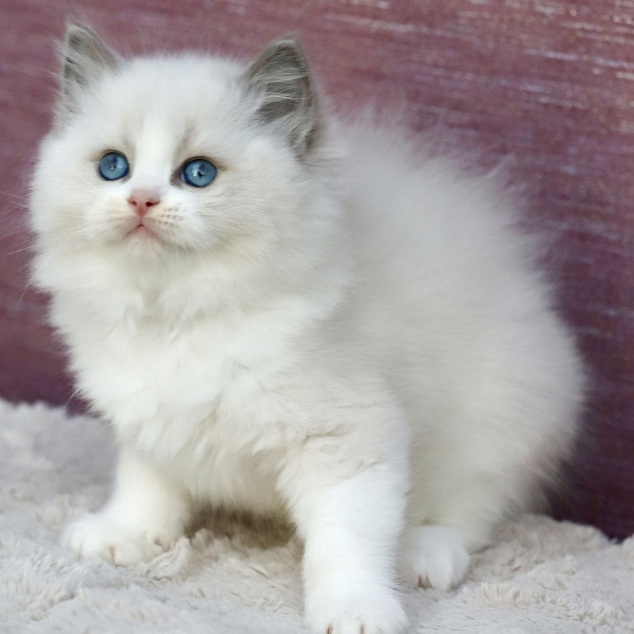 Lincoln Ragdoll male, blue bicolour