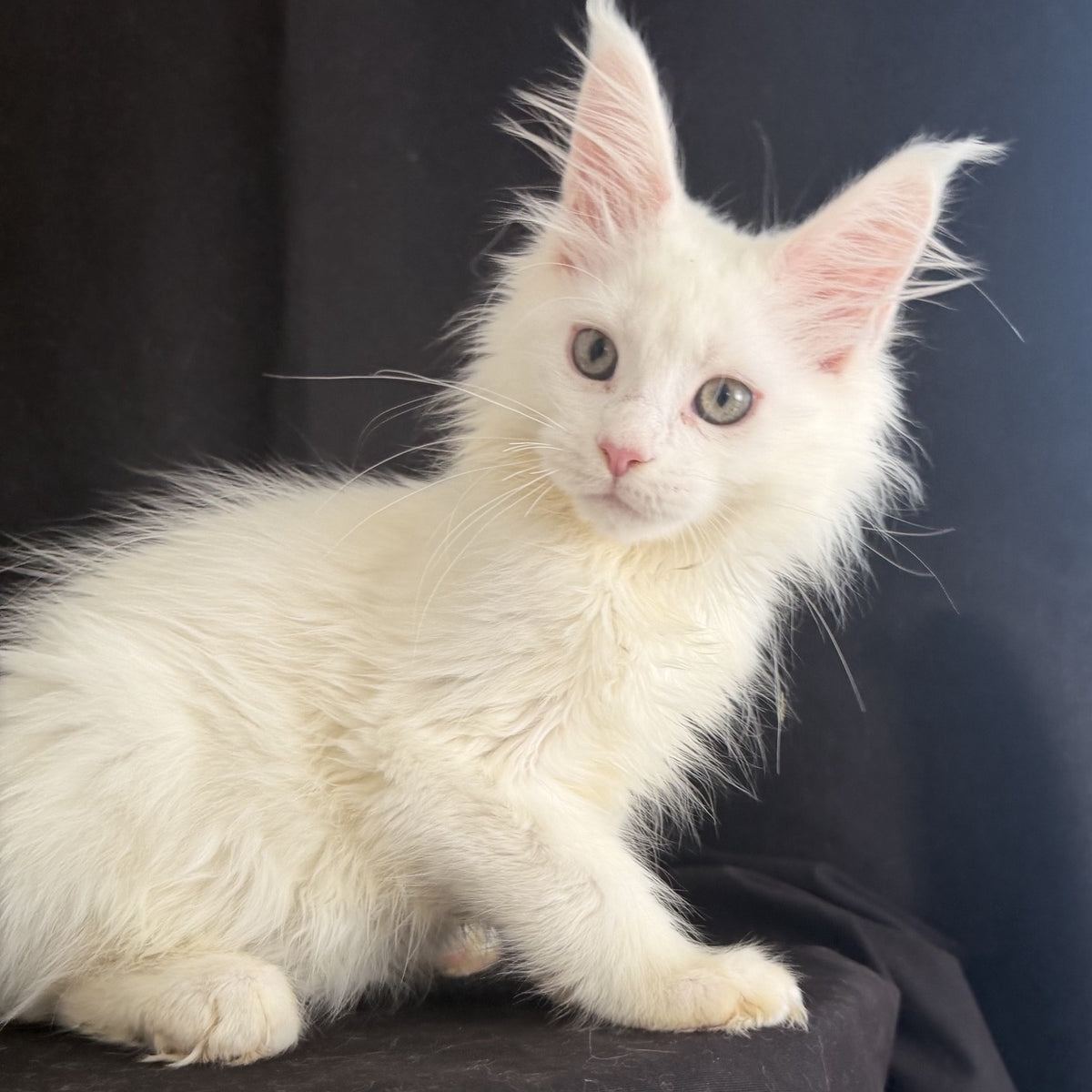 Baron Maine Coon male, white