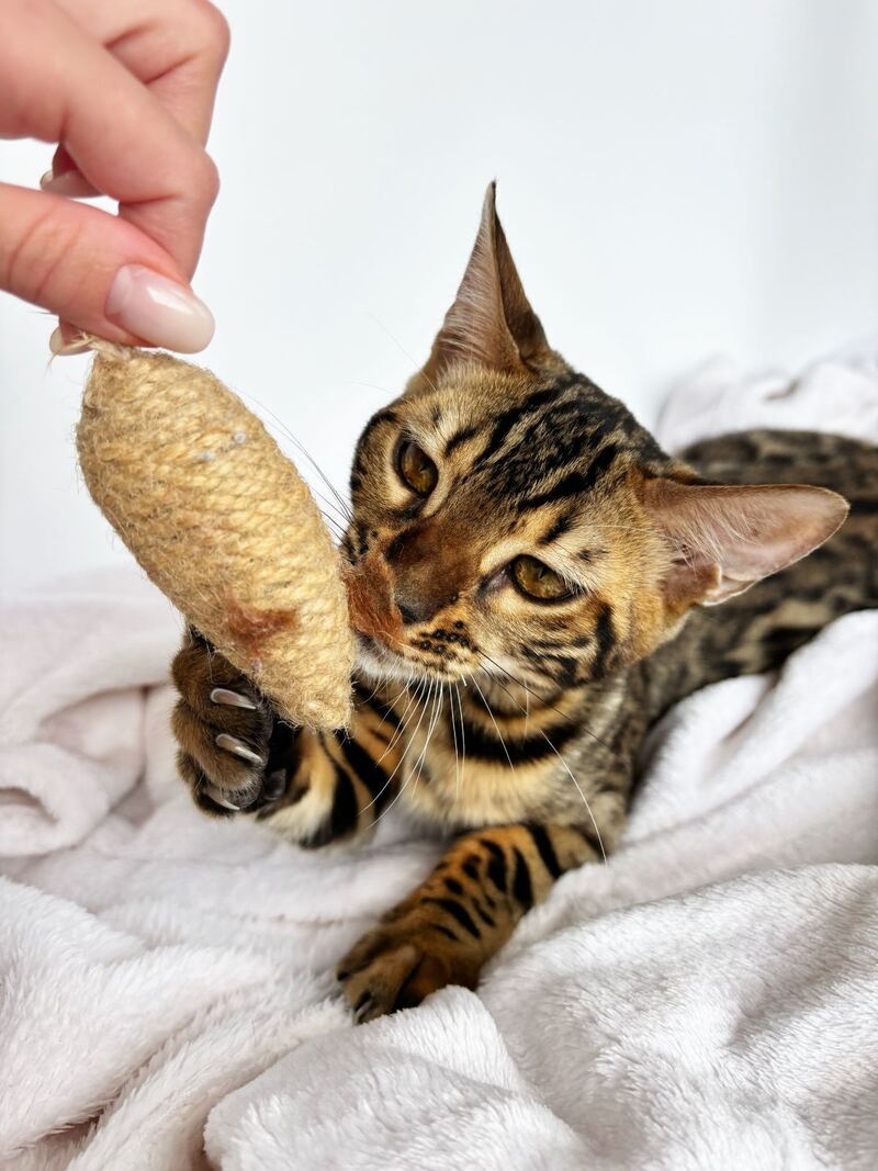 Lily Bengal female black spotted tabby - live animals