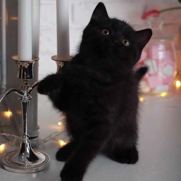 Armani British Shorthair male, black