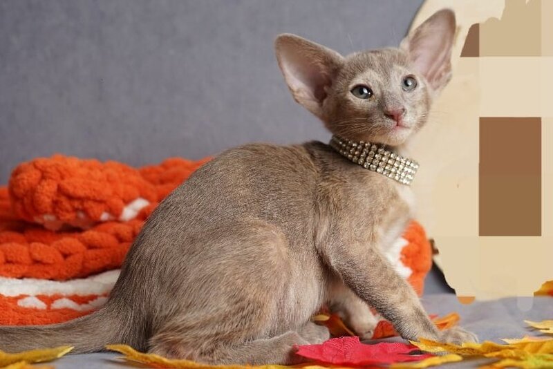 Flora Oriental Shorthair female, cinnamon tortie