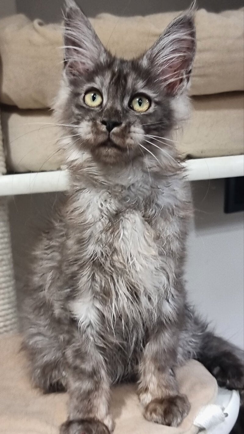 Cassia Maine Coon female black silver - live animals