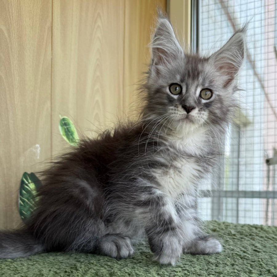 Aquatol Maine Coon male, black silver tabby