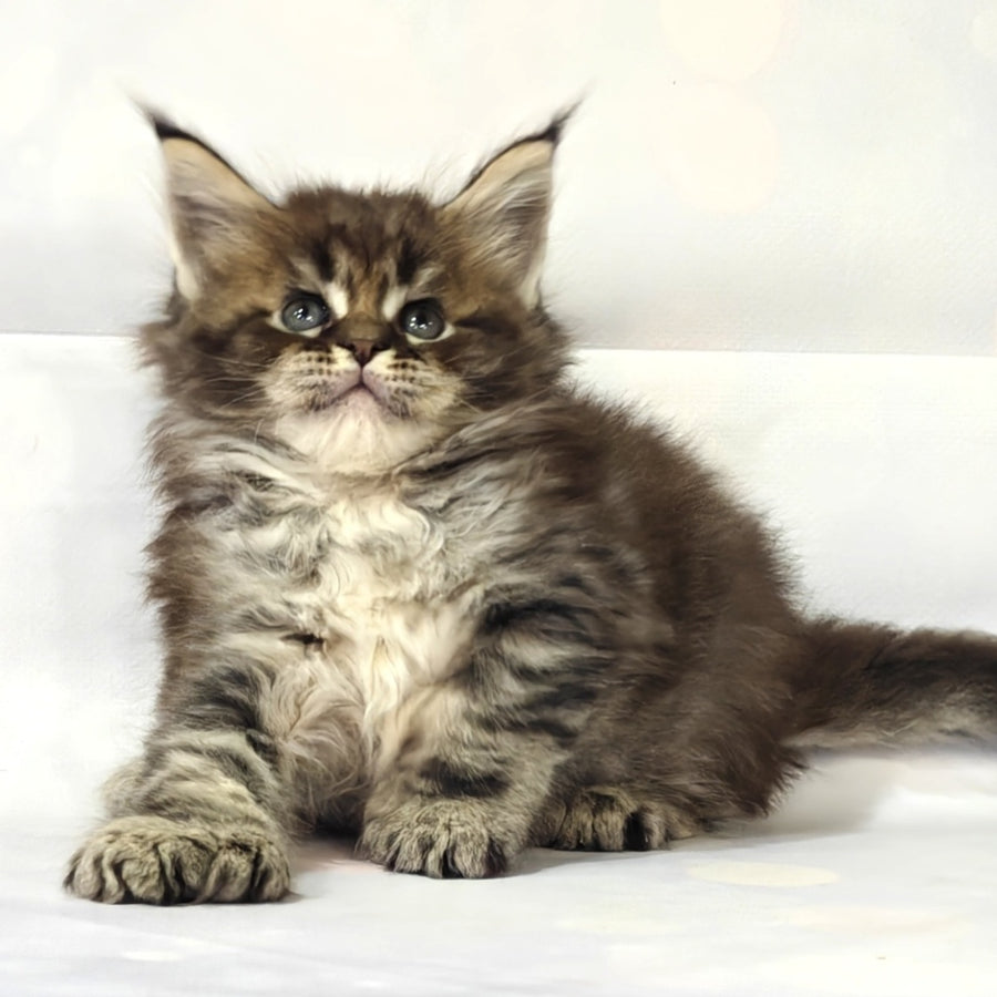 Barbie Maine Coon polydactyl 6x6x6x6 female, black tabby