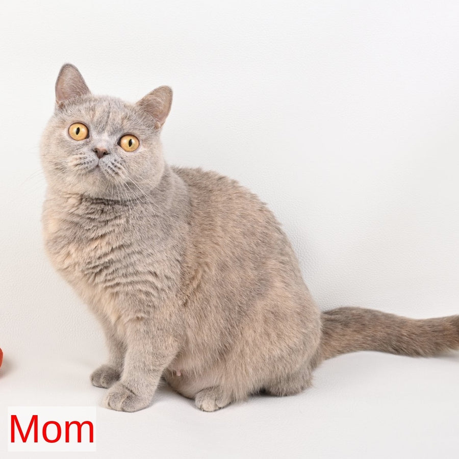 Nikki British Shorthair female, fawn