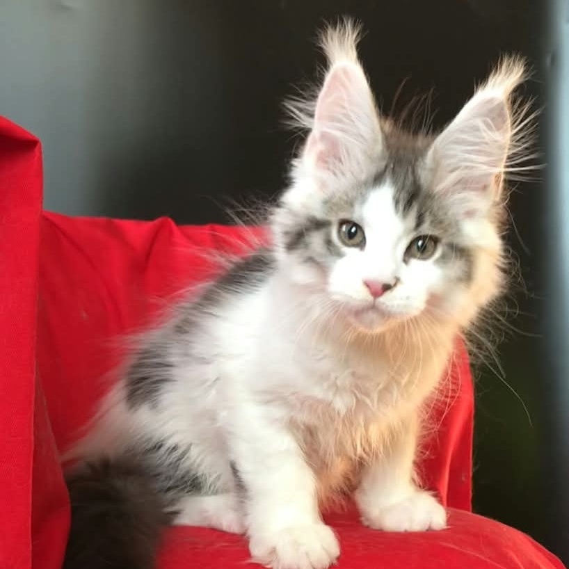 Graf Maine Coon male, black tabby bicolour