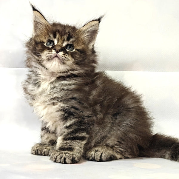 Barbie Maine Coon polydactyl 6x6x6x6 female, black tabby