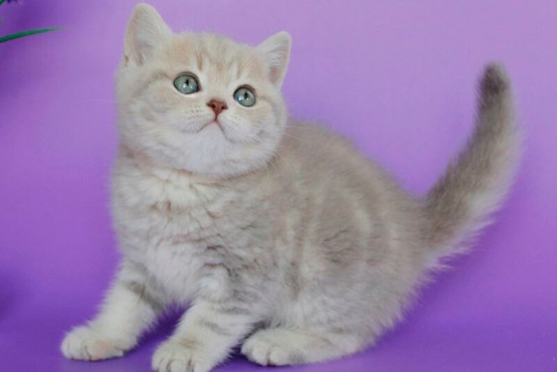 Sapphir British Shorthair male, lilac tabby