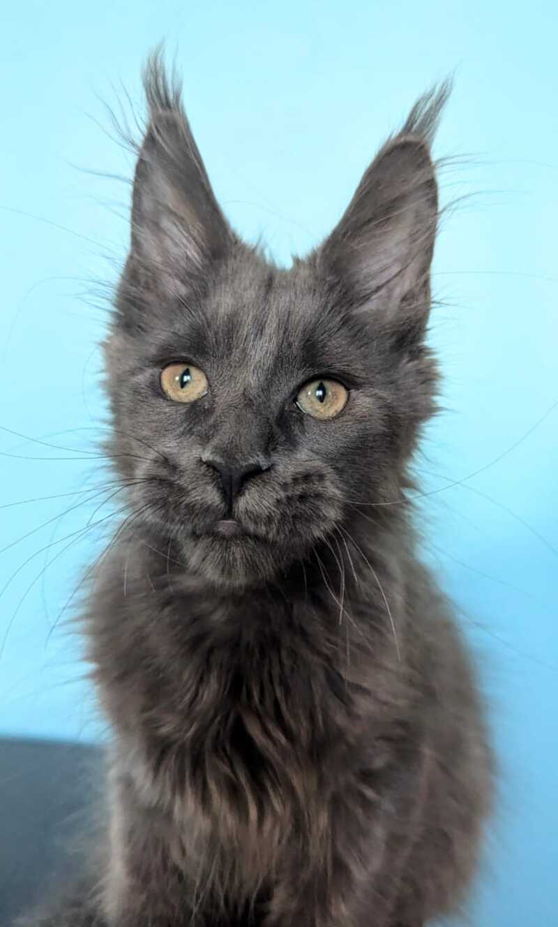Baron Maine Coon polydactyl male, blue
