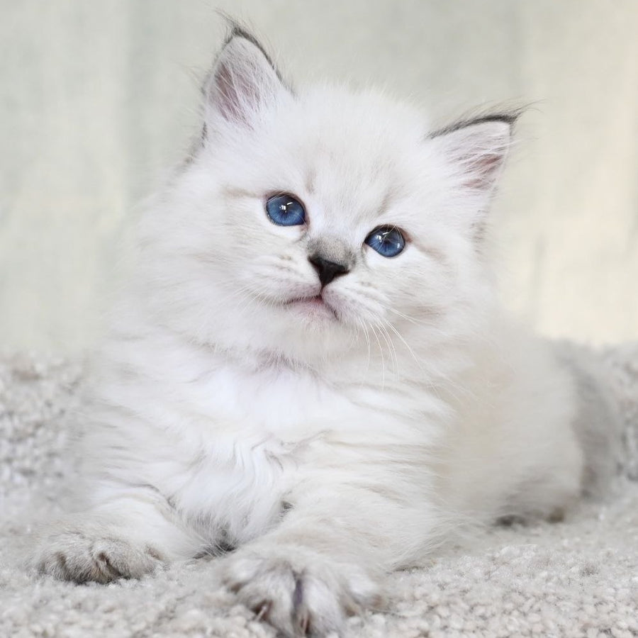 Kim Siberian male, black tabby pointed