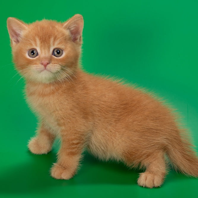 Quoddy British Shorthair male, red