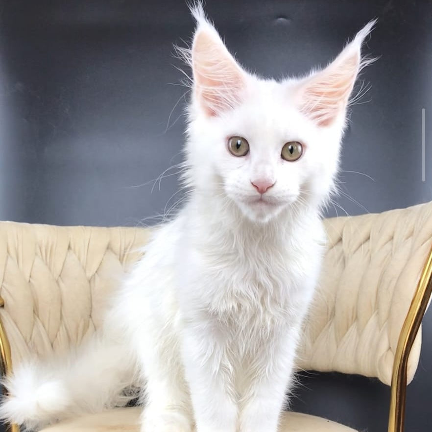 Xia Maine Coon female, white