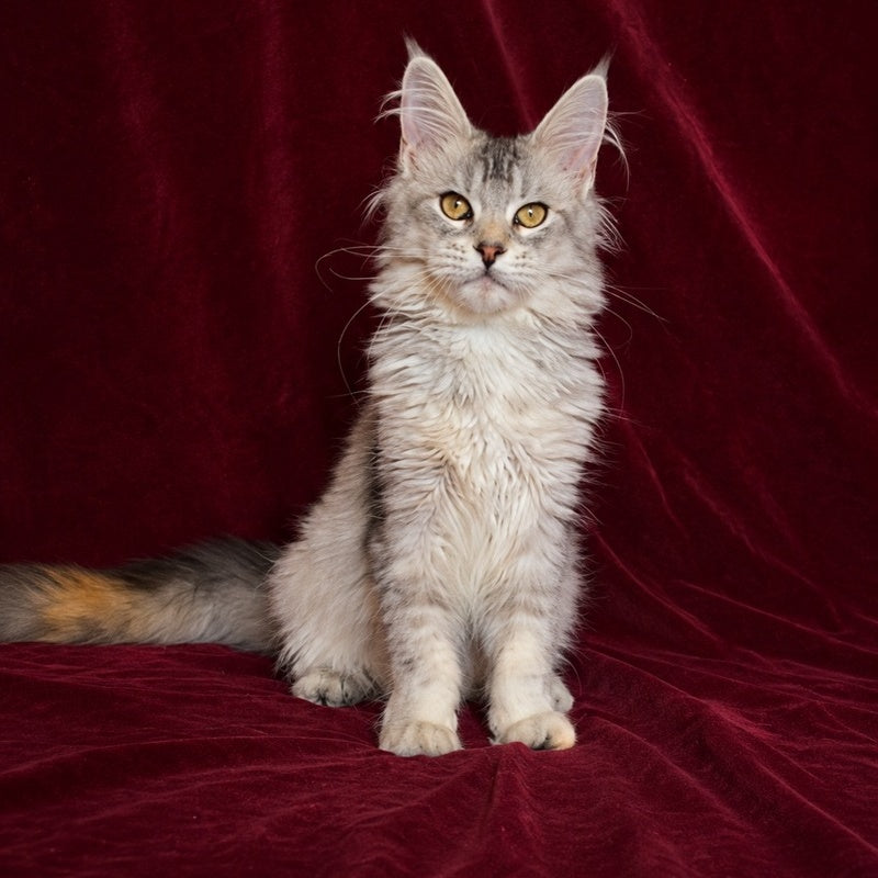Gilded Maine Coon female, black tortie silver ticked tabby