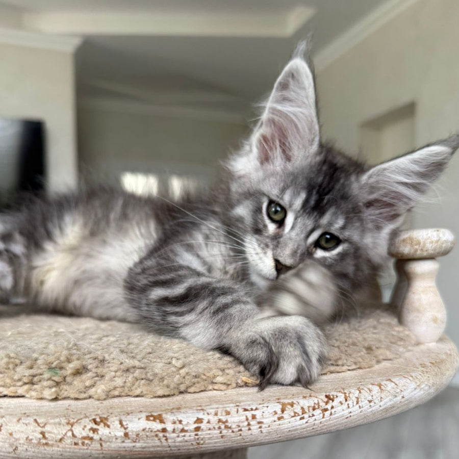 Jackpot Maine Coon male, black silver ticked tabby
