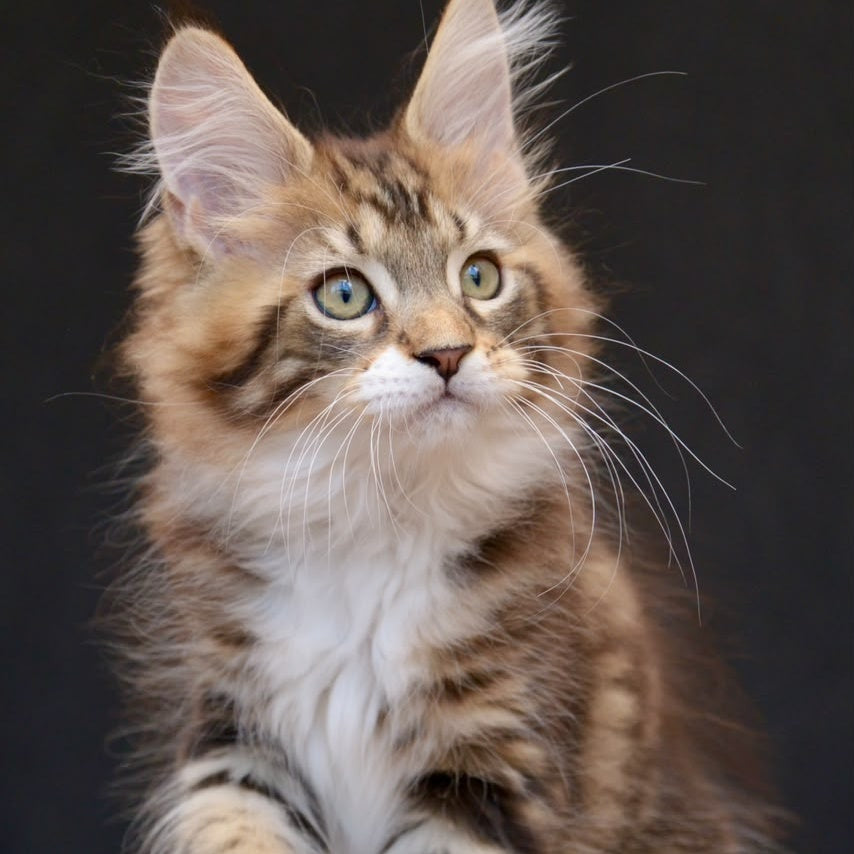 Zeus Maine Coon male, black with white tabby