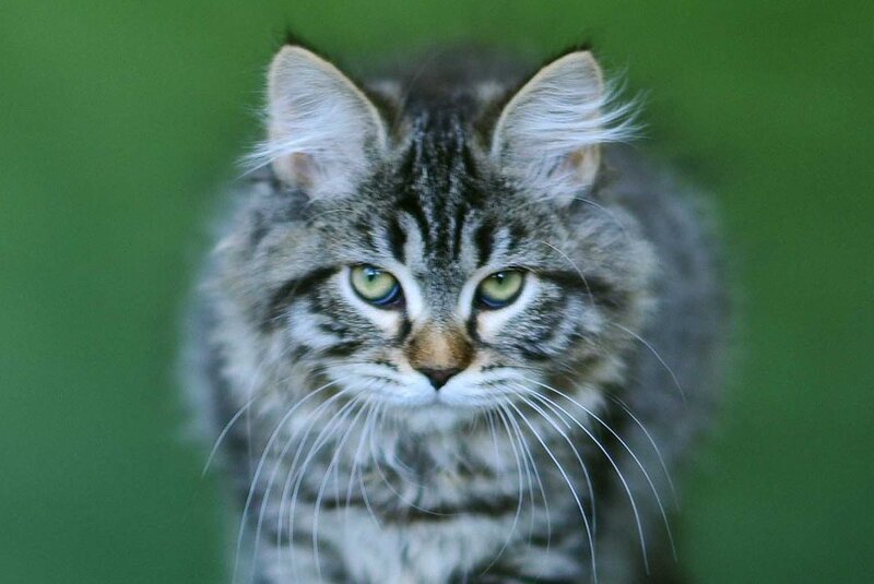 Olimpia Siberian female, black spotted tabby