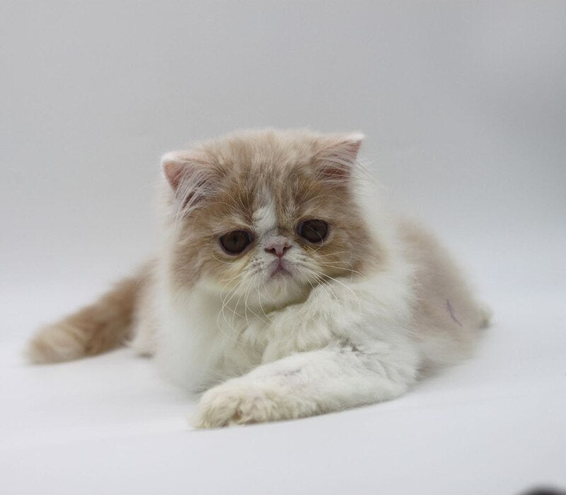 Prokop Persian male, cream bicolour