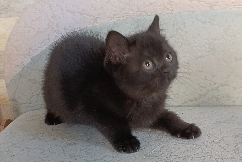 Electra British Shorthair female, black