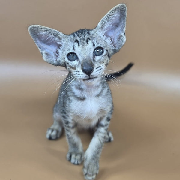 Yara Oriental Shorthair female, black spotted tabby