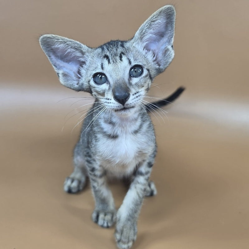 Yara Oriental Shorthair female, black spotted tabby