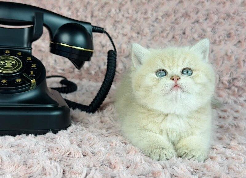Beautiful Anita British Shorthair female lilac golden spotted tabby - live animals