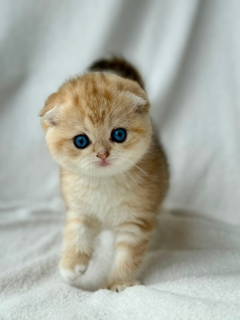 Xena Scottish Fold female black golden tabby - live animals
