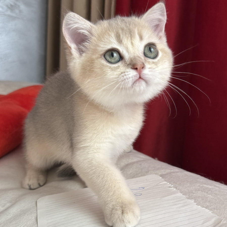 Elbert Scottish Straight male, blue golden shaded